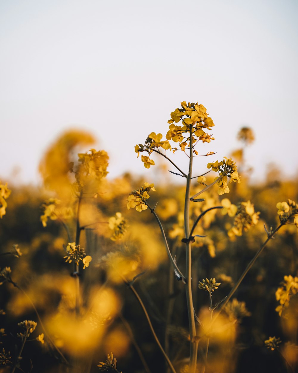 foto de foco seletivo de flores amarelas