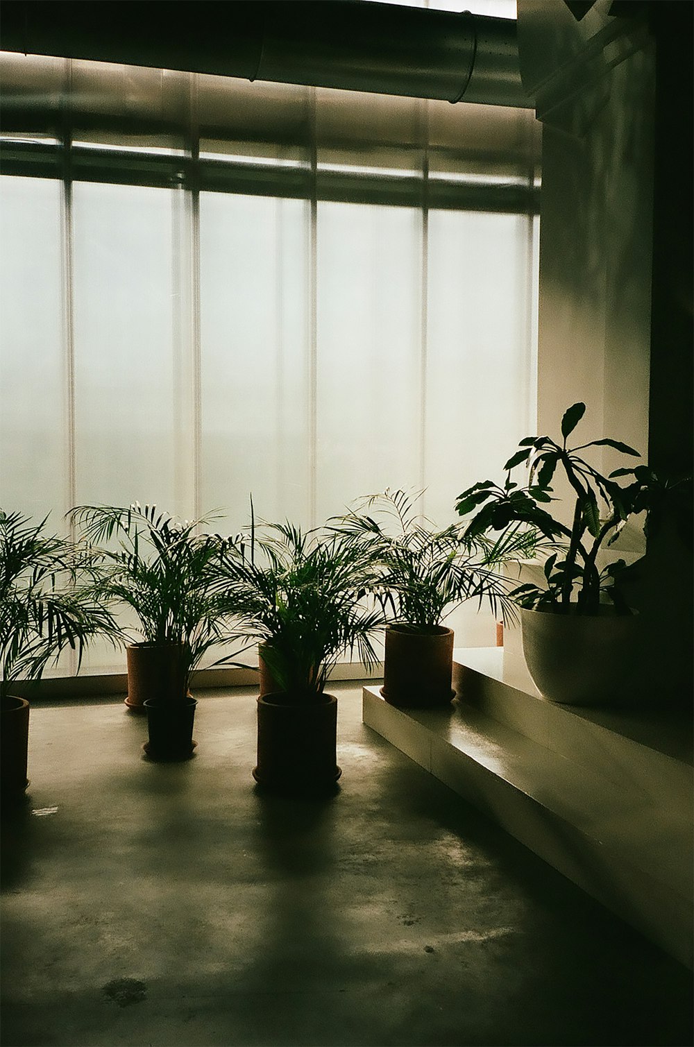 a row of potted plants in front of a window