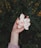 white petaled flower