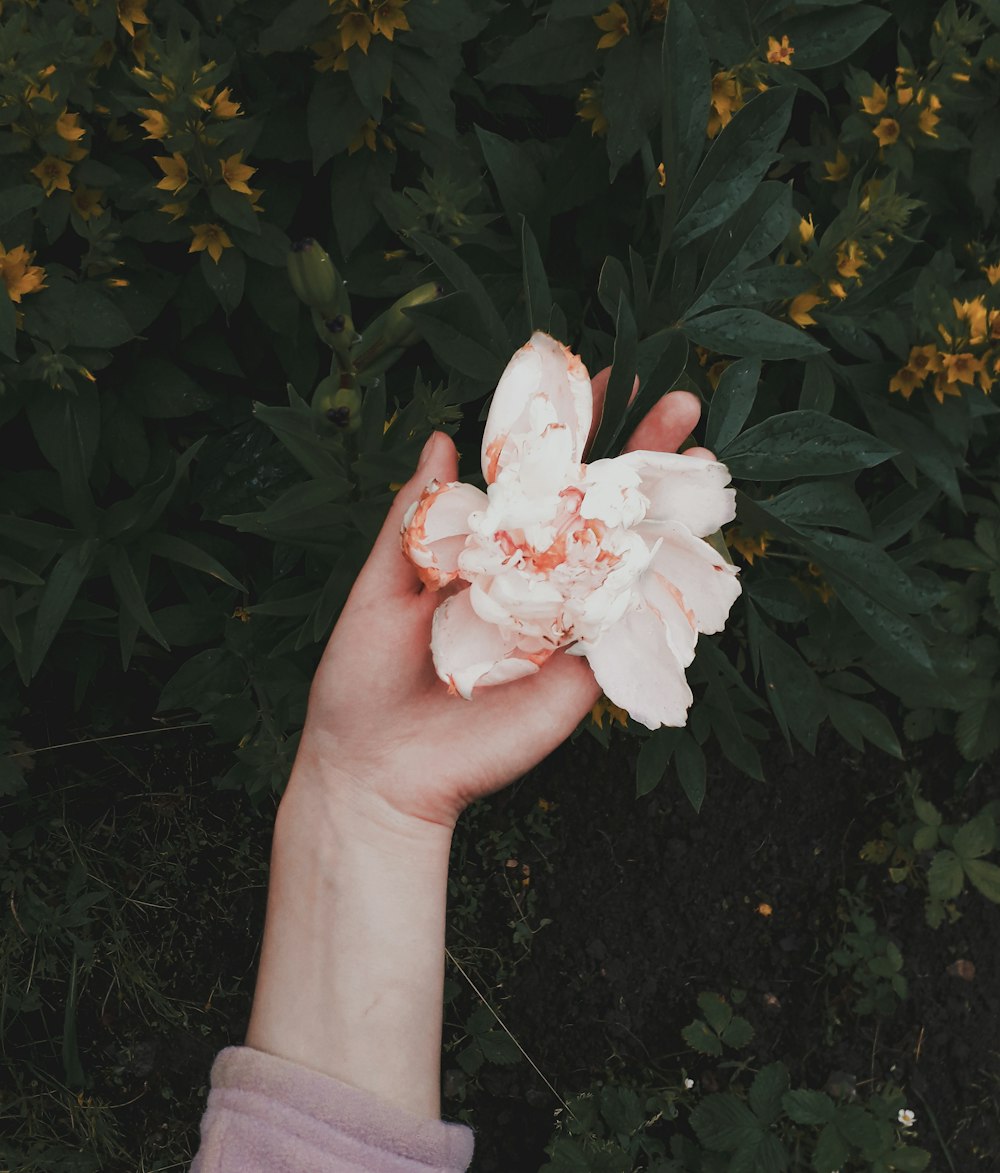 white petaled flower