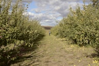 A farmer inspecting mango trees in a sunny orchard, holding a tablet.