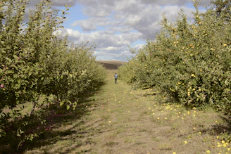 Close-up of a gardener carefully pruning an old apple tree in a sunny orchard.
