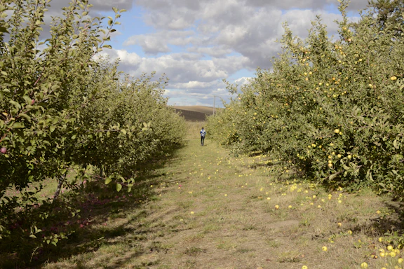 A friendly farmer using a smartphone in an orchard surrounded by fruit trees.