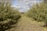 A person stands at a distance between two rows of apple trees in an orchard under a partly cloudy sky. The ground is scattered with fallen apples and the trees are lush with green foliage and ripe apples.