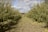 A person stands at a distance between two rows of apple trees in an orchard under a partly cloudy sky. The ground is scattered with fallen apples and the trees are lush with green foliage and ripe apples.