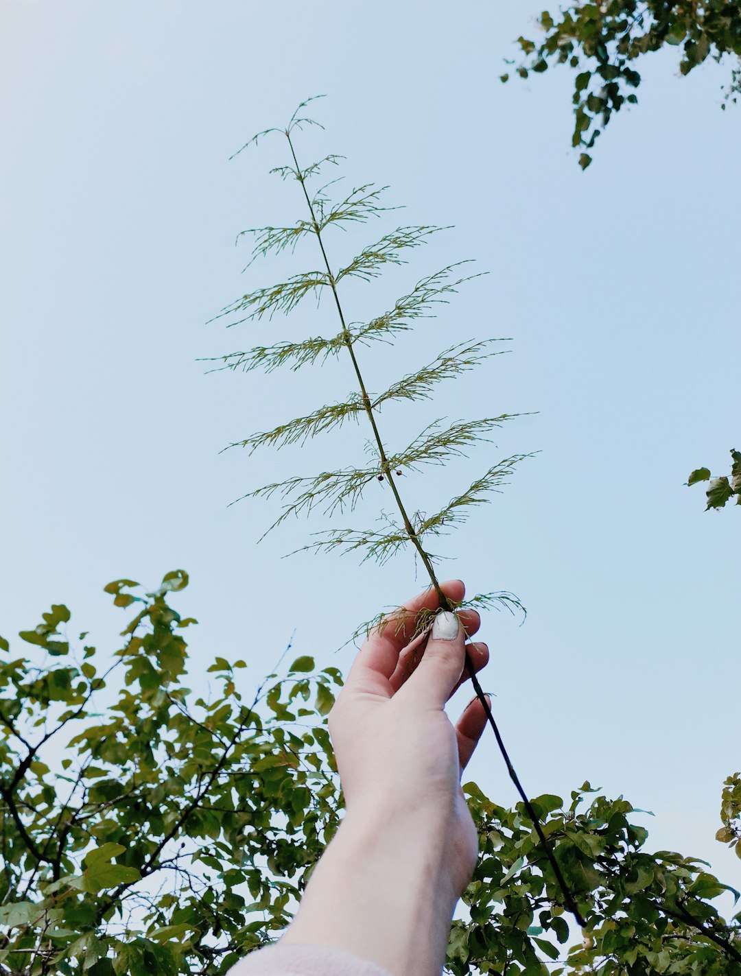 green plant