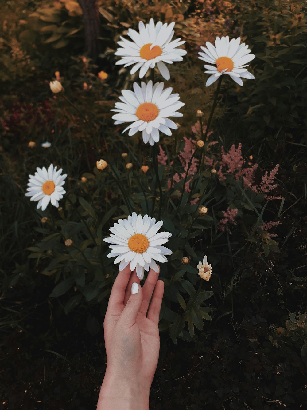 white daisy flower