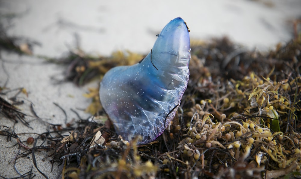 a blue bird is sitting on the ground