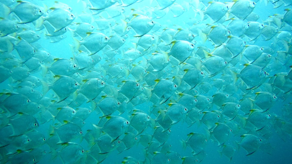 school of fish