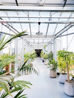 A hallway lined with tall green plants, creating a welcoming path.