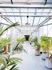 lined green leafed plants