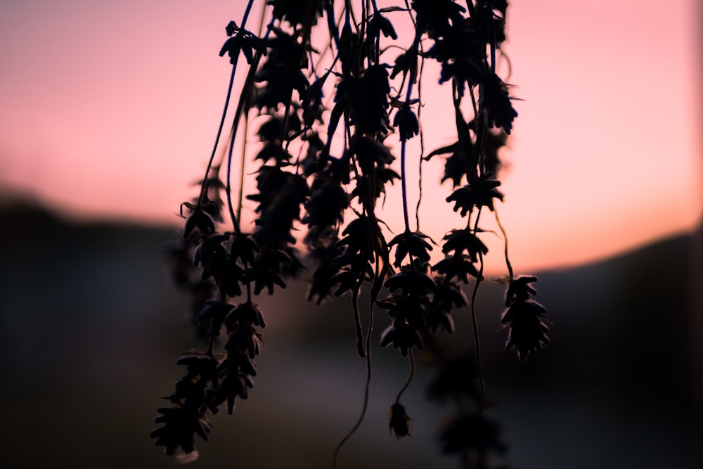 a close up of a plant with a sunset in the background