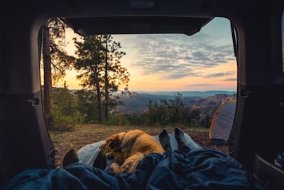 short-coated brown dog camping google meet background