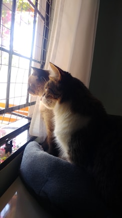 Cats enjoying sunlight inside a mesh-enclosed outdoor catio.