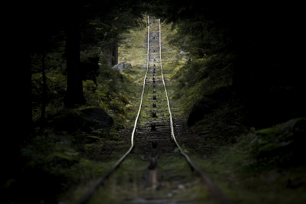 a train track in the middle of a forest