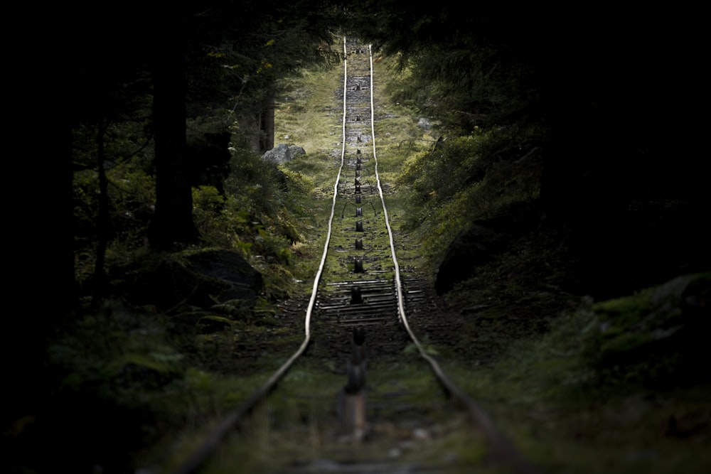 une voie ferrée au milieu d’une forêt