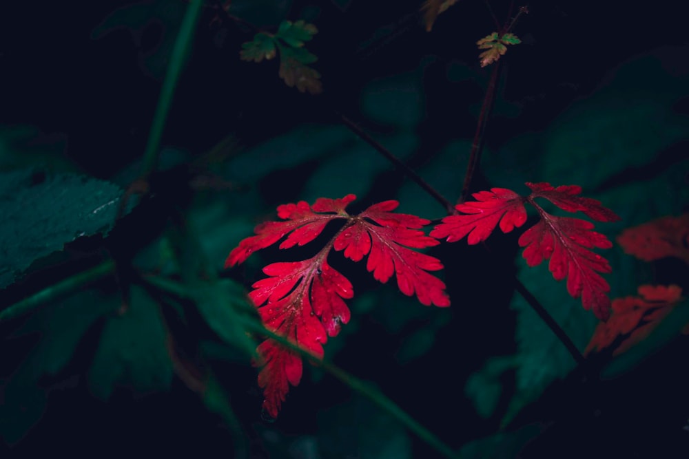 red petaled flower