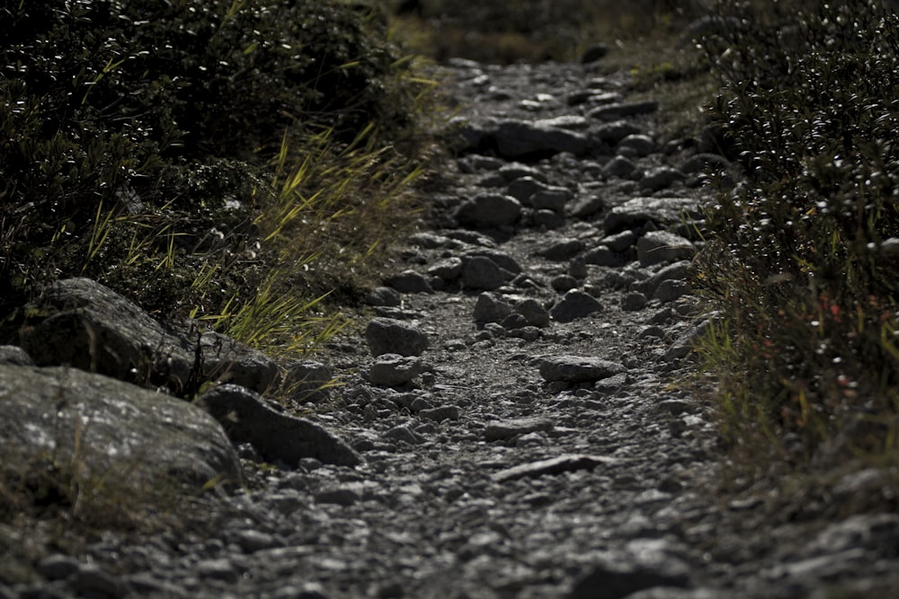 gray pathway between plants