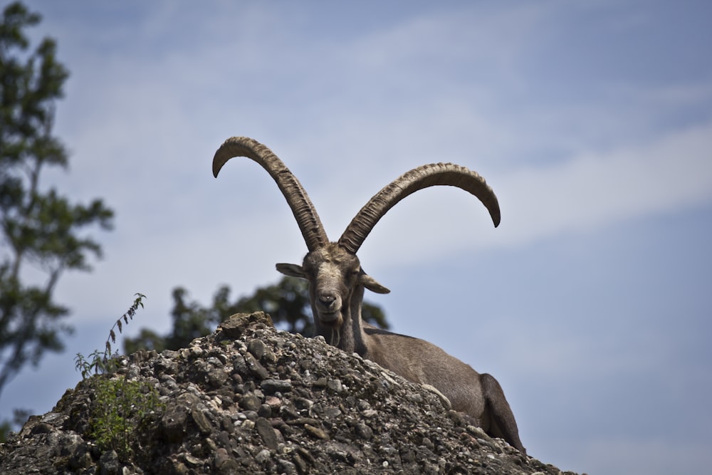 brown ram