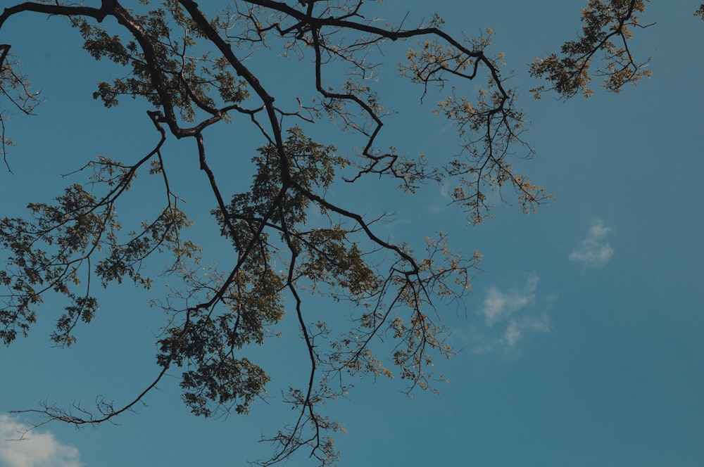 green leafed tree