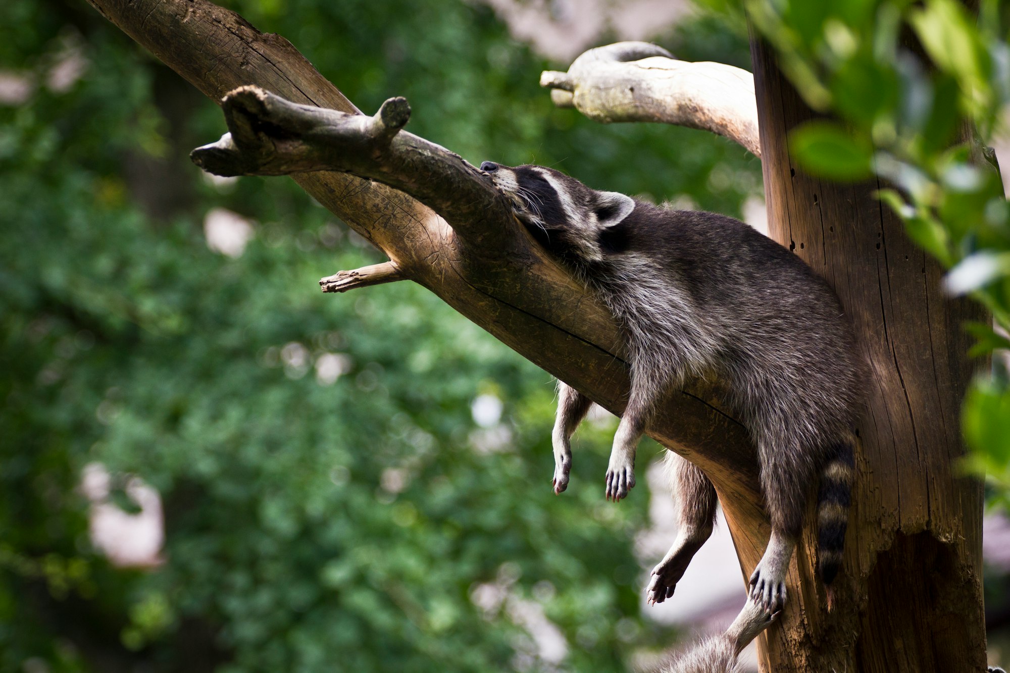 Racoon at Moscow Zoo, Russia