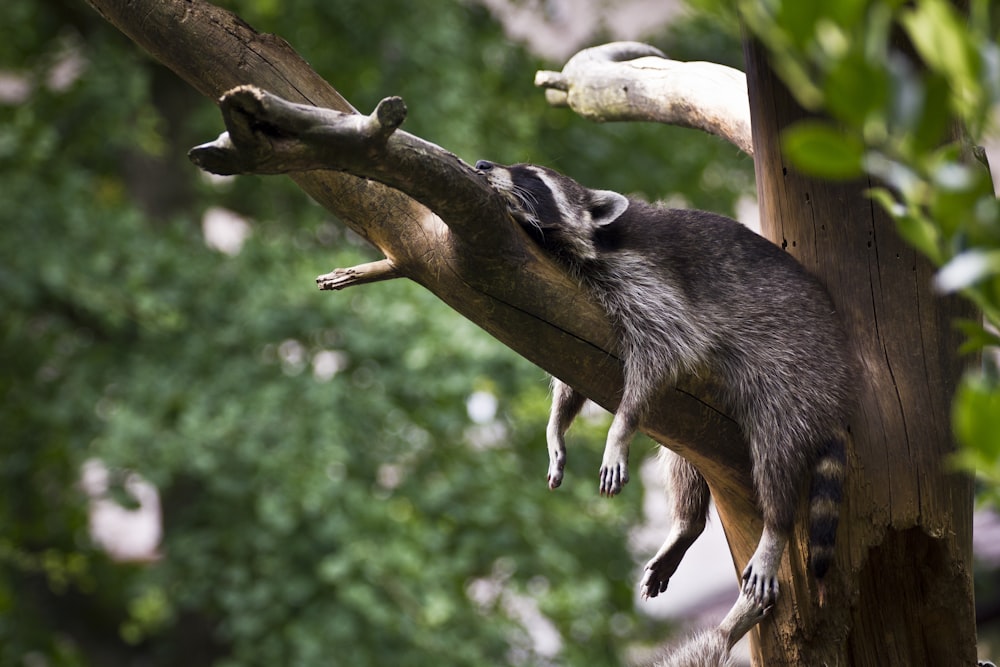 animal on tree branch