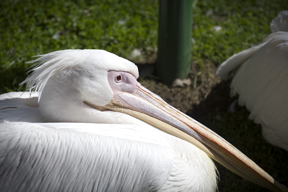 uccello bianco