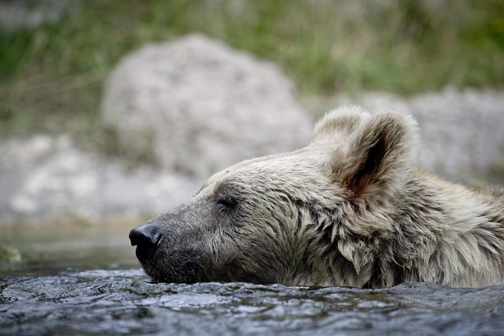 brown bear