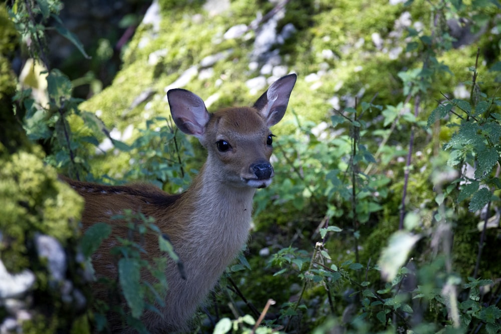 a small deer standing in the middle of a forest