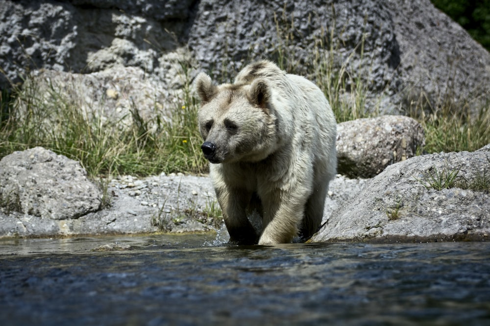 white bear walking on body of water