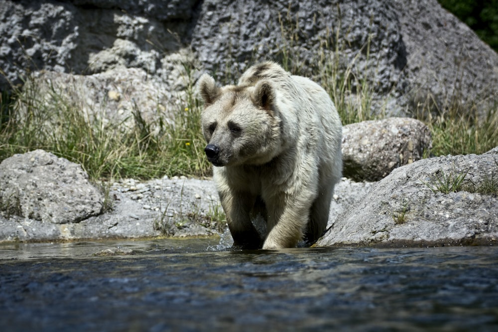 물 위를 걷는 백곰