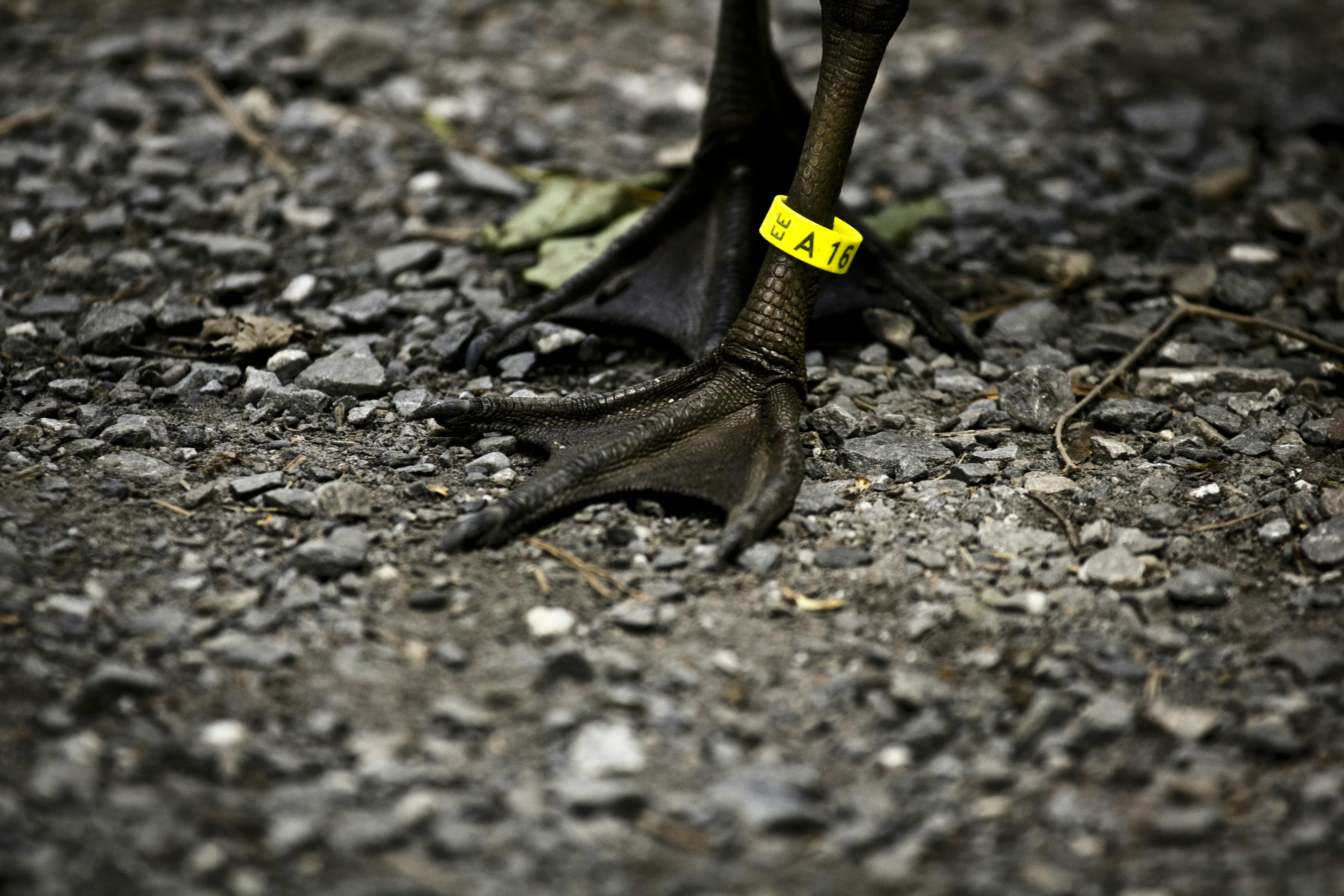Foto closeup kaki bebek