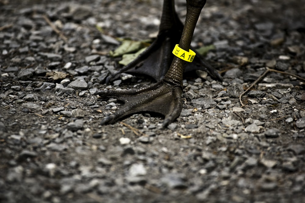 closeup photo of ducks feet