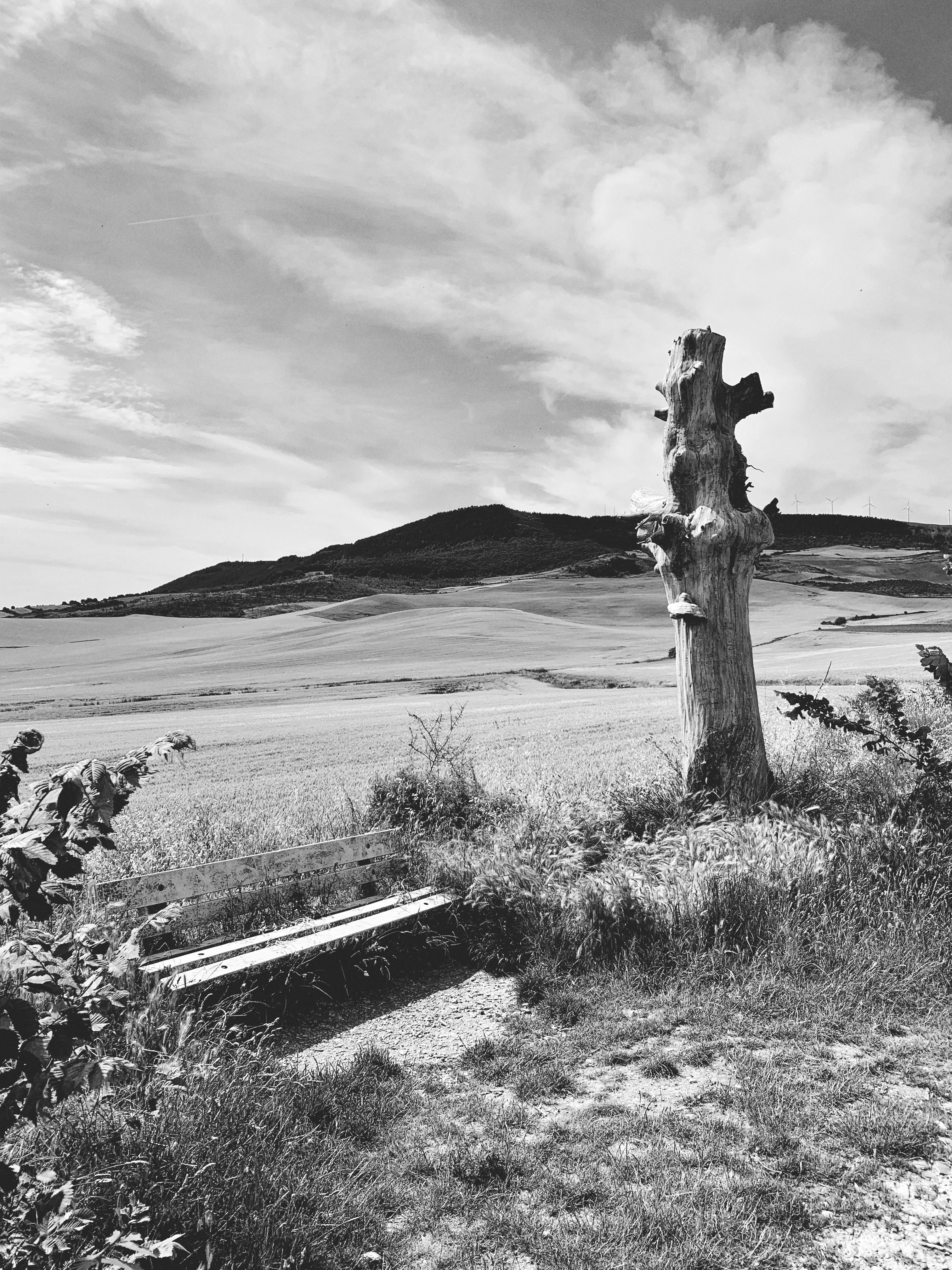 a black and white photo of a tree stump