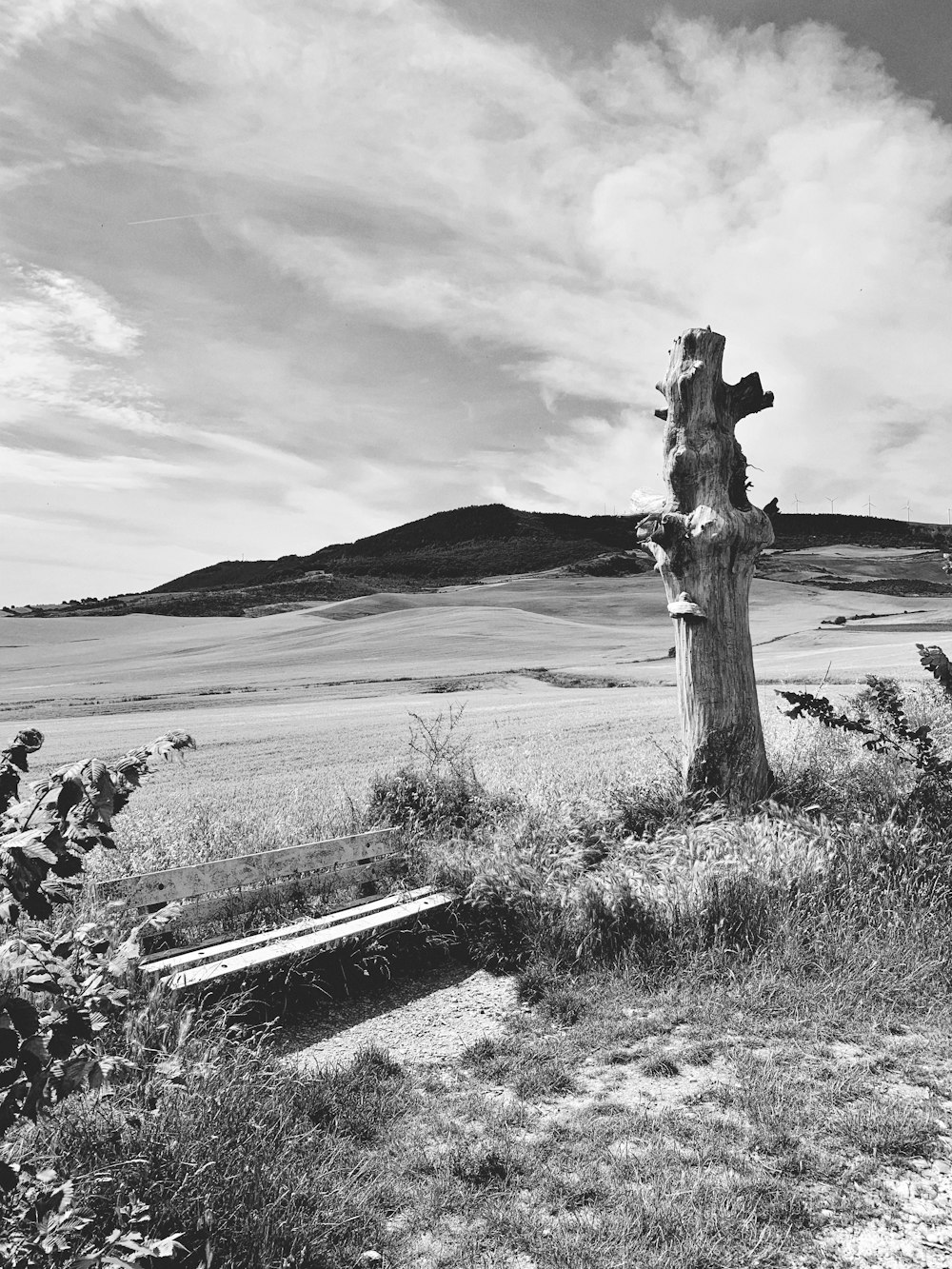 a black and white photo of a tree stump