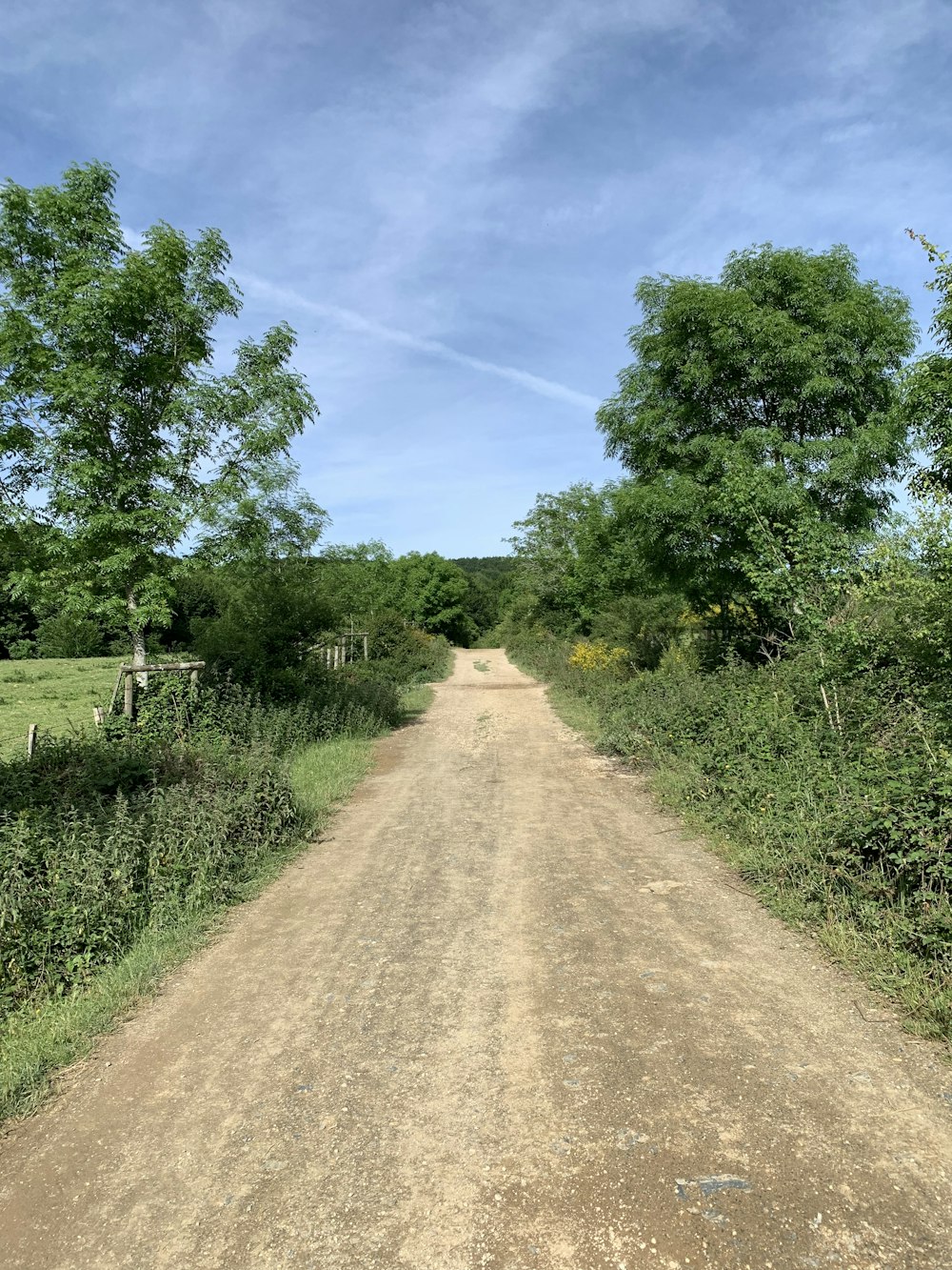 a dirt road surrounded by trees and bushes