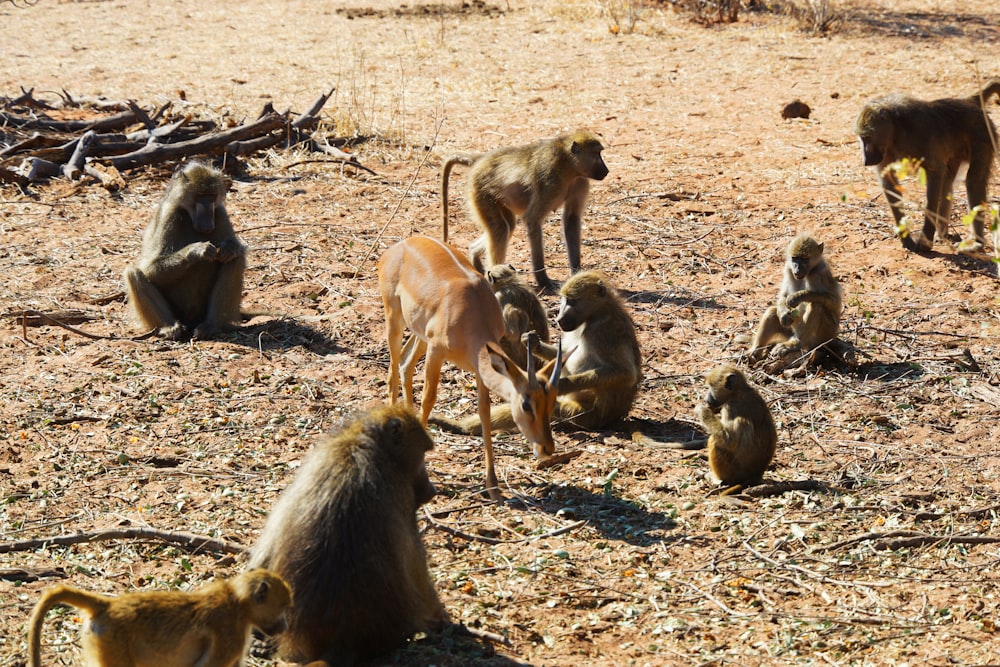 group of primates