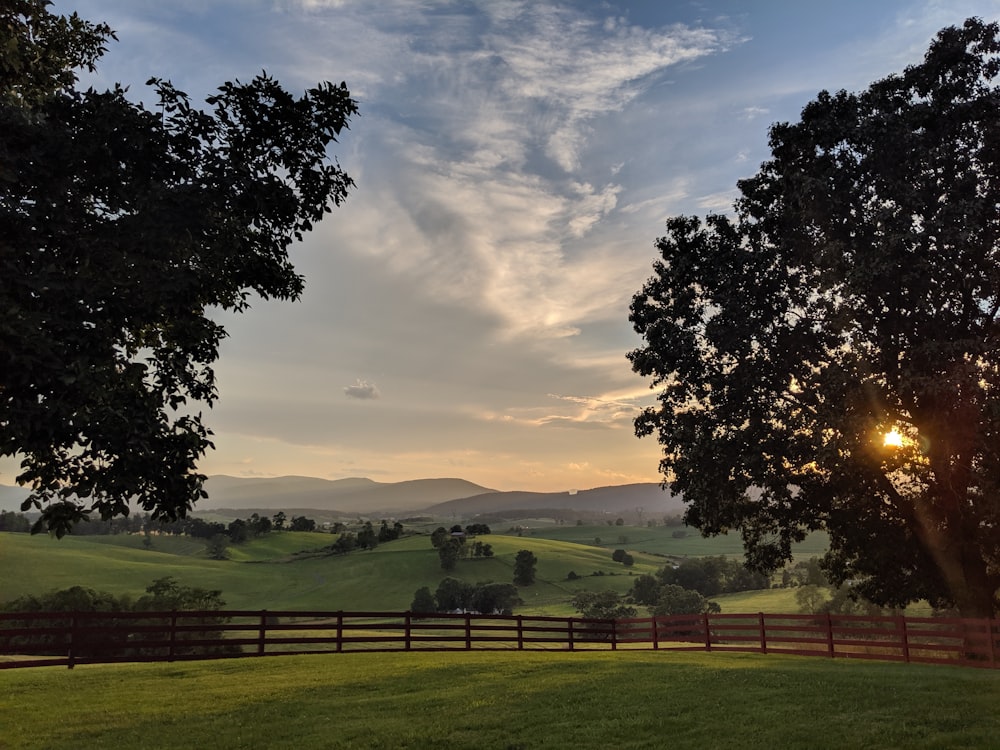 green grass field