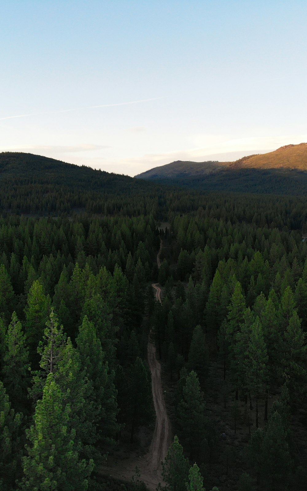 green-leafed trees