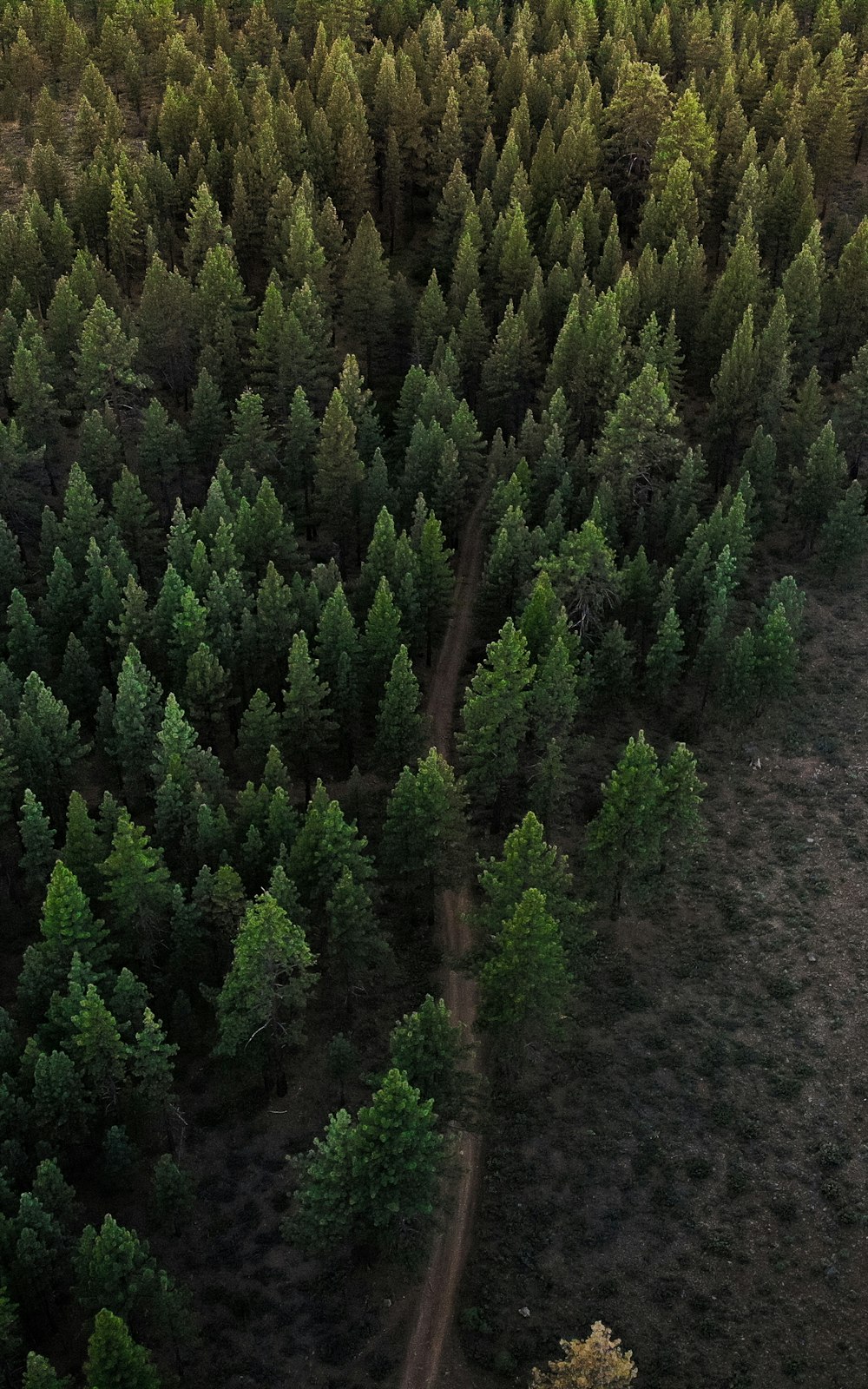 árvores de folhas verdes