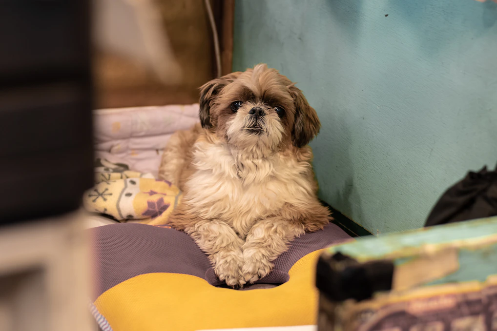 adult short-coated brown dog