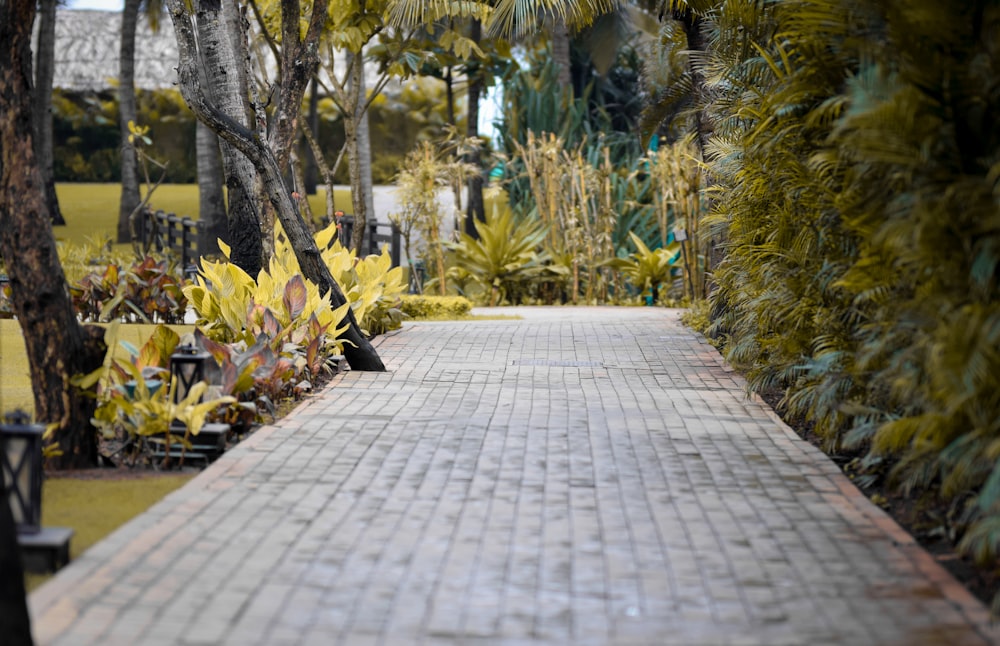 grey concrete pathway between trees