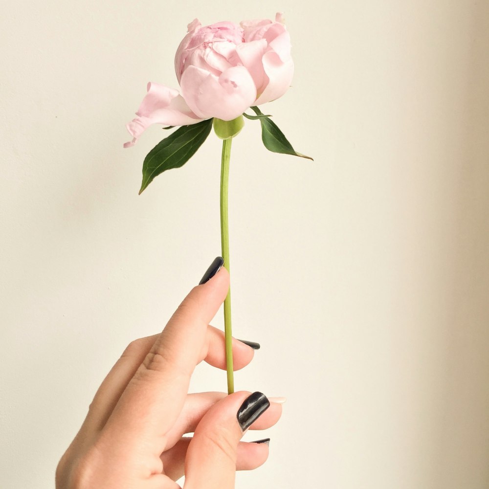 a person holding a pink flower in their hand