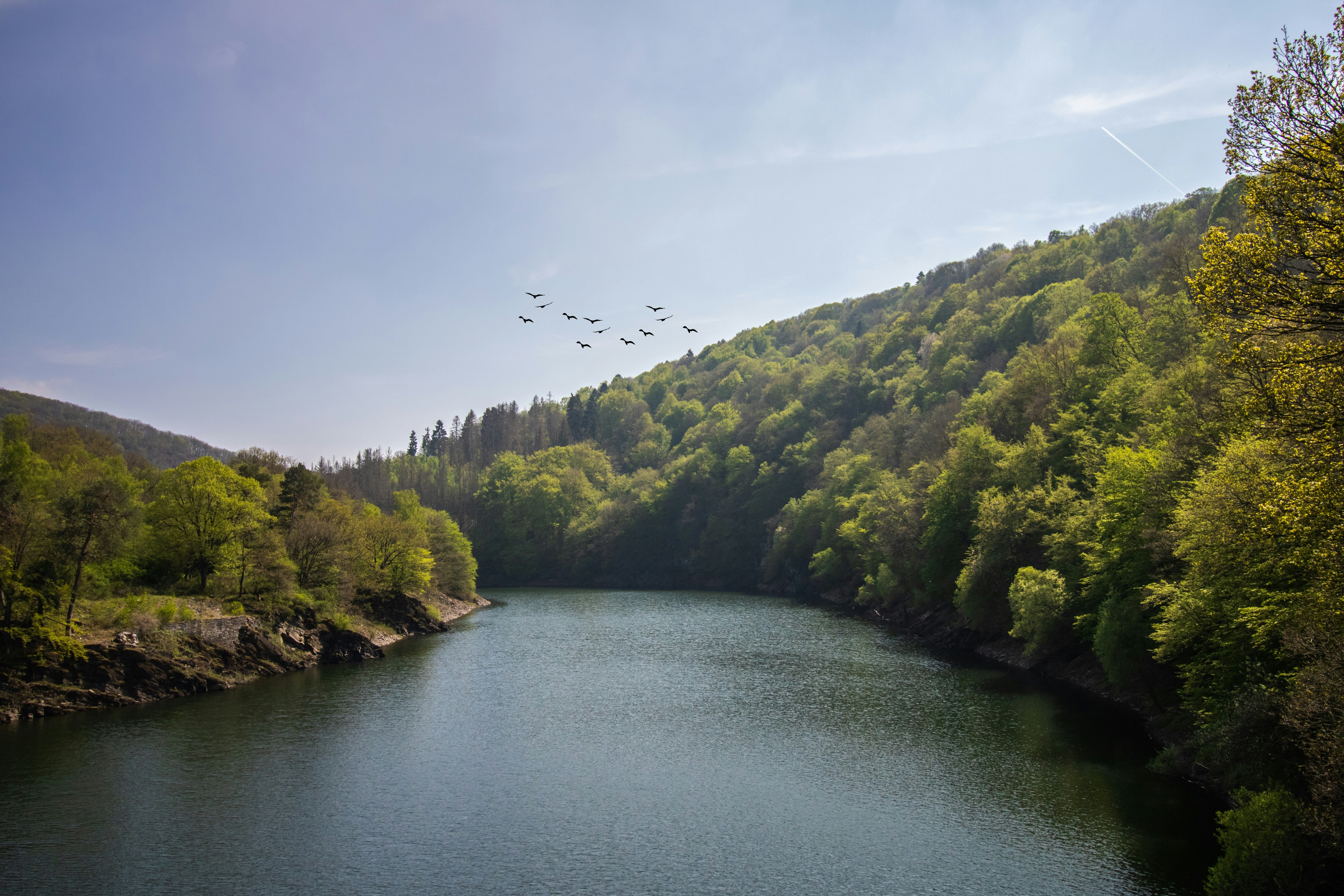 body of water between trees