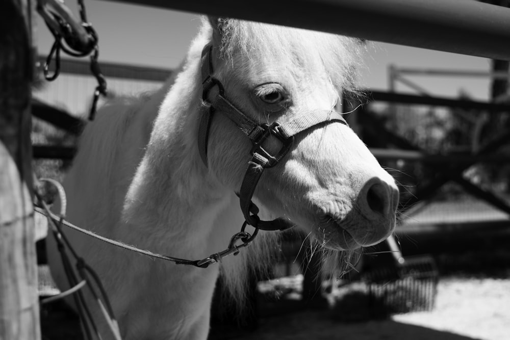 grayscale photography of horse