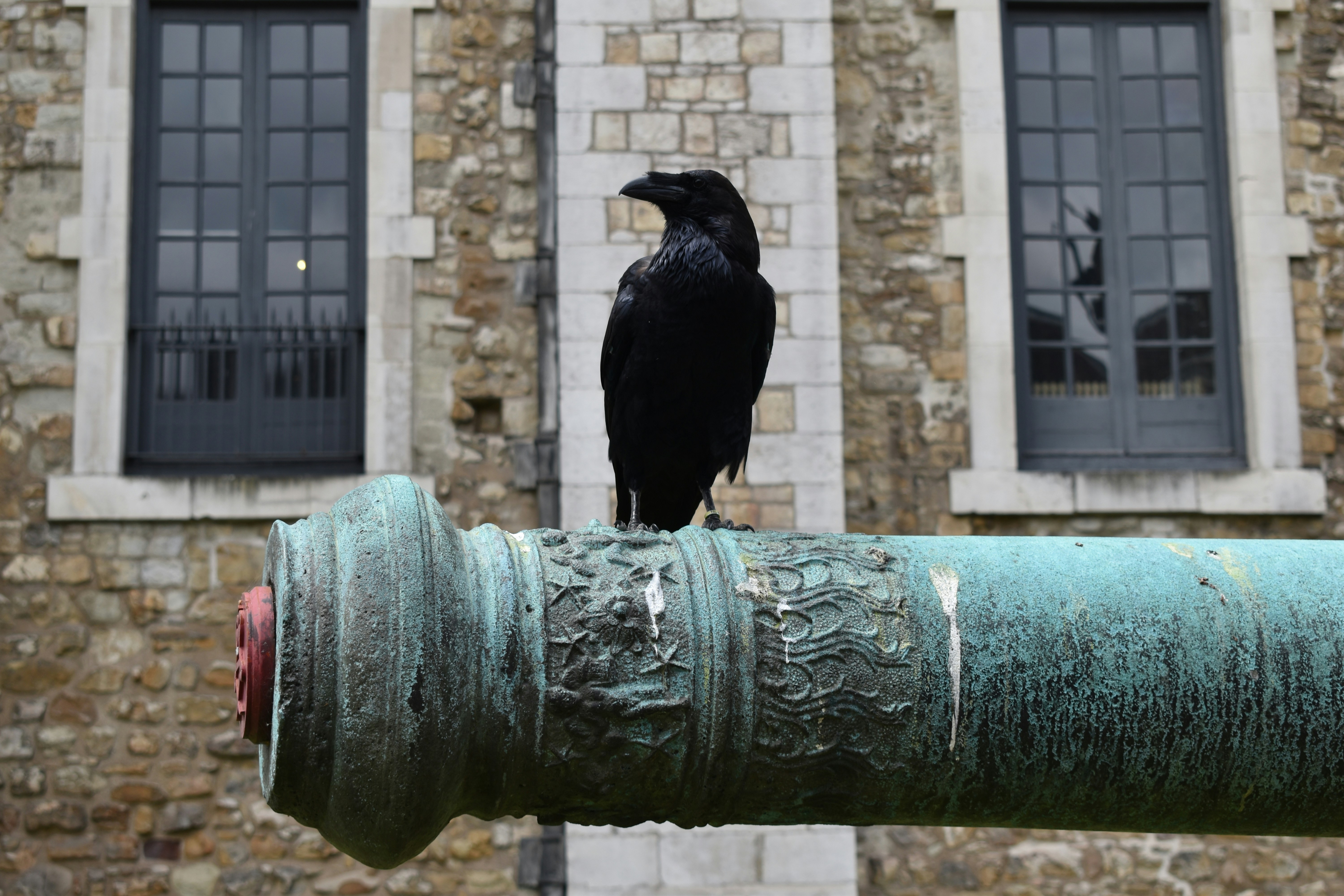 Raven at the tower of London