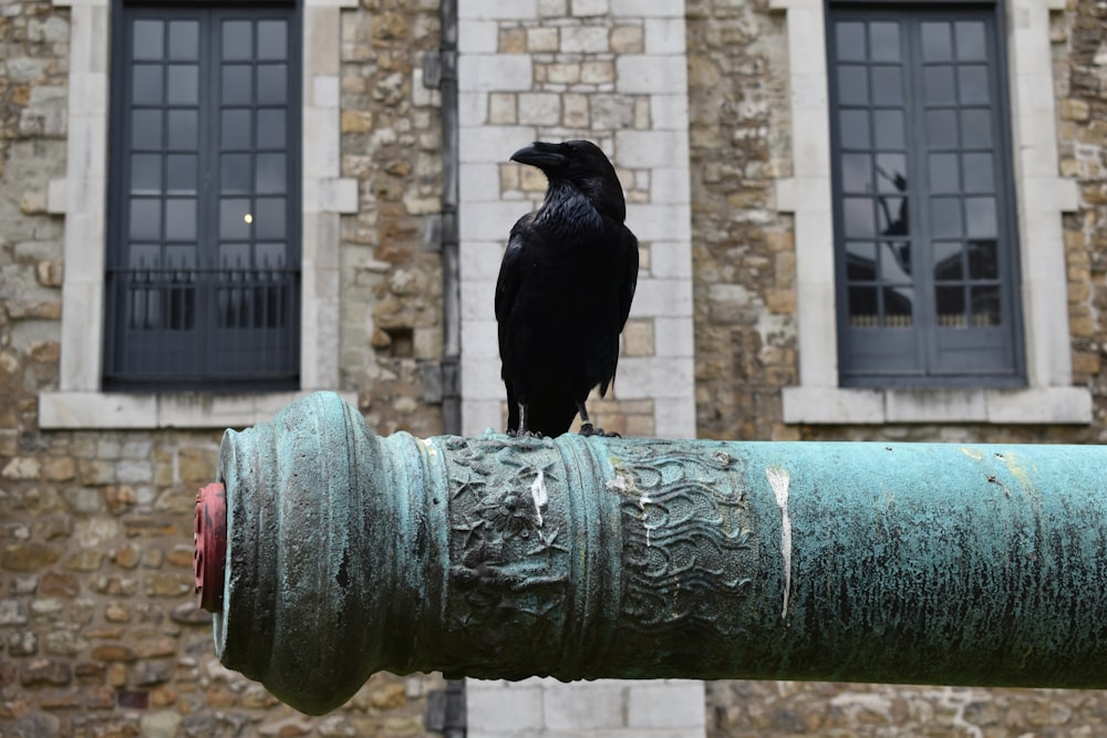 crow on metal pole