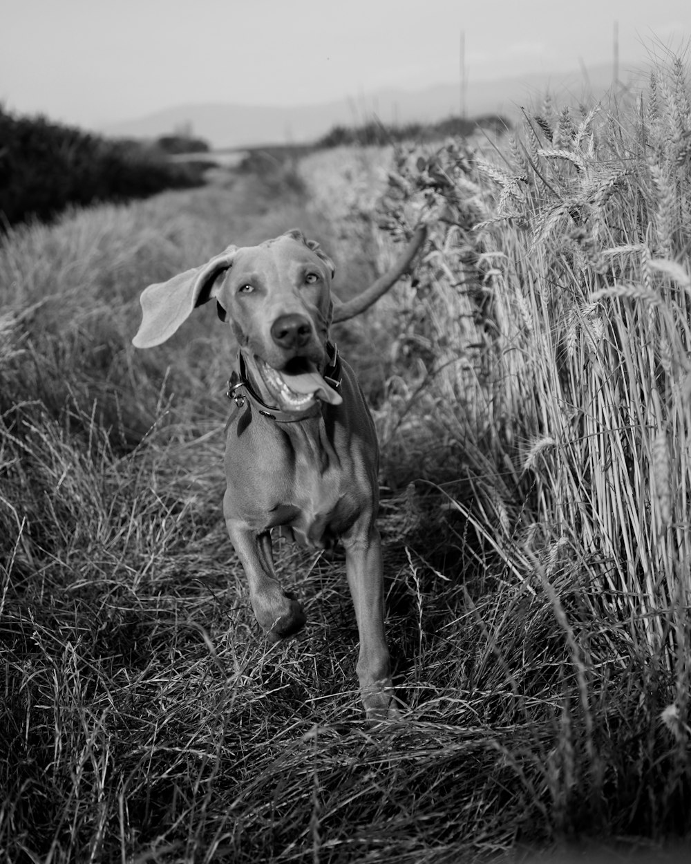 greyscale photo of dog