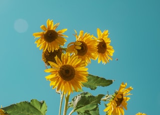 sunflowers