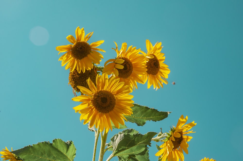 sunflowers